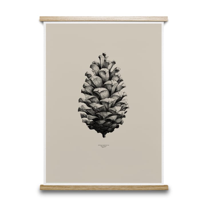 1:1 Pine Cone juliste - hiekka, 50x70 cm - Paper Collective